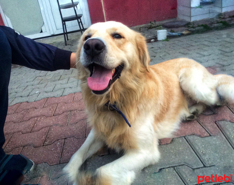 Golden Retriever, Köpek  Oscar fotoğrafı