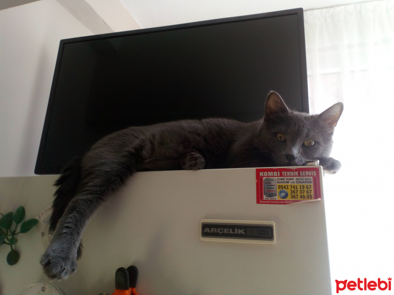 Siyam Kedisi, Kedi  Nazlı fotoğrafı
