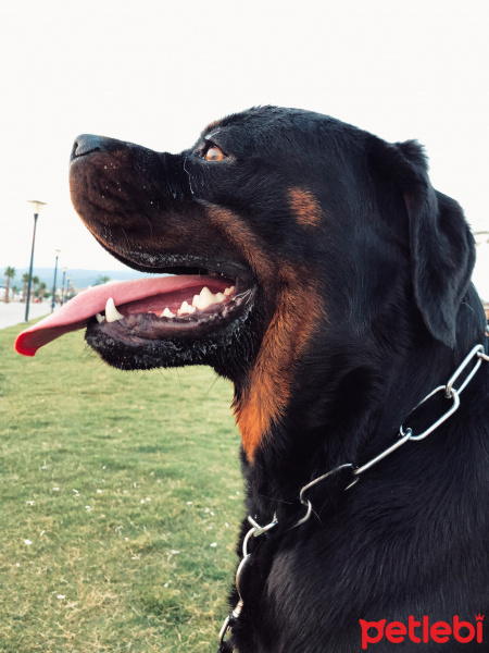 Rottweiler, Köpek  Zeus fotoğrafı