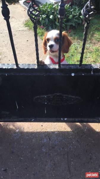 Cavalier King Charles Spanieli, Köpek  Shila fotoğrafı