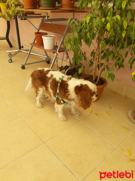 King Charles Spaniel, Köpek  King fotoğrafı