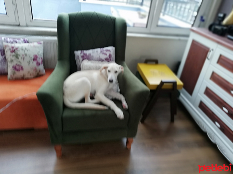 Labrador Retriever, Köpek  Masal fotoğrafı