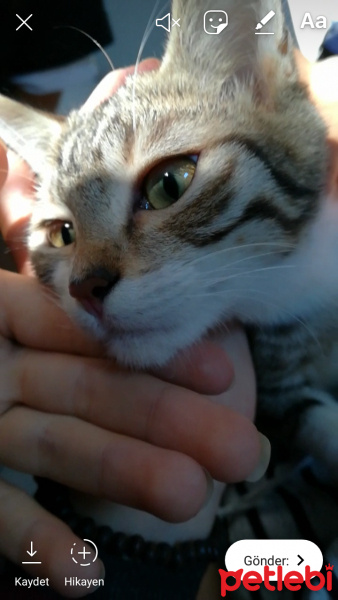 Tekir Kedi, Kedi  Tekiro fotoğrafı