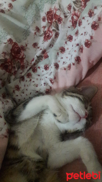 Tekir Kedi, Kedi  Tekiro fotoğrafı