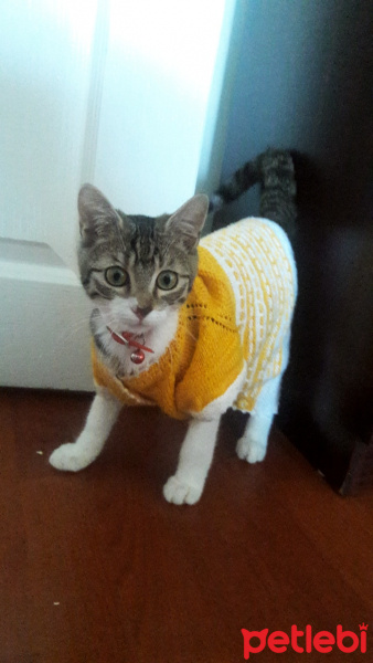 Tekir Kedi, Kedi  Tekiro fotoğrafı