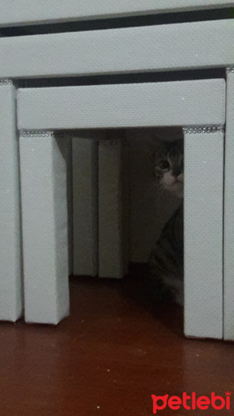 Tekir Kedi, Kedi  Tekiro fotoğrafı