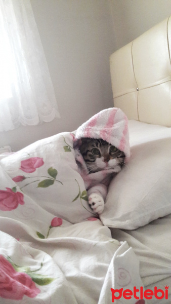 Tekir Kedi, Kedi  Tekiro fotoğrafı