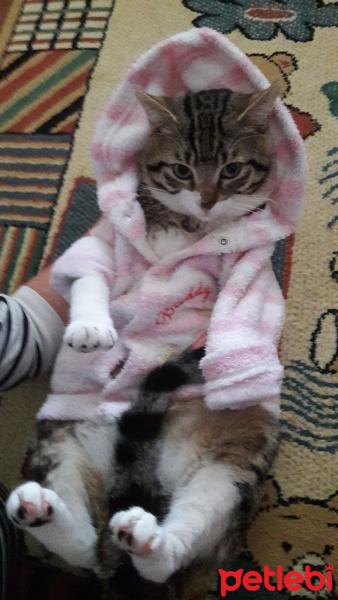 Tekir Kedi, Kedi  Tekiro fotoğrafı