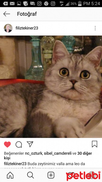 British Shorthair, Kedi  Leo fotoğrafı