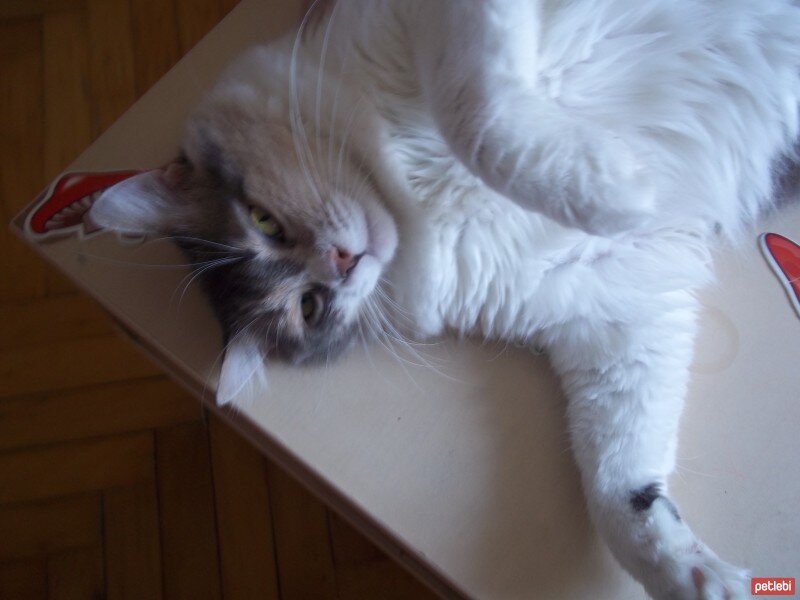 Maine Coon, Kedi  Bıdık fotoğrafı