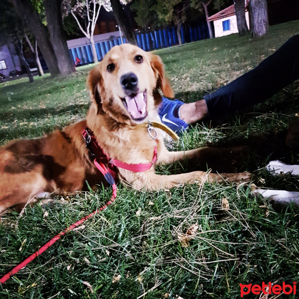 Golden Retriever, Köpek  Jessie fotoğrafı