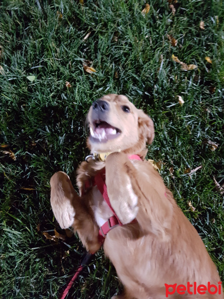 Golden Retriever, Köpek  Jessie fotoğrafı