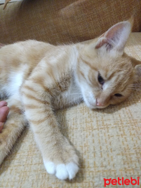 Sarman, Kedi  Sokak fotoğrafı