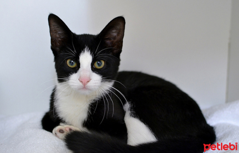 Tuxedo (Smokin) Kedi, Kedi  fındık fotoğrafı