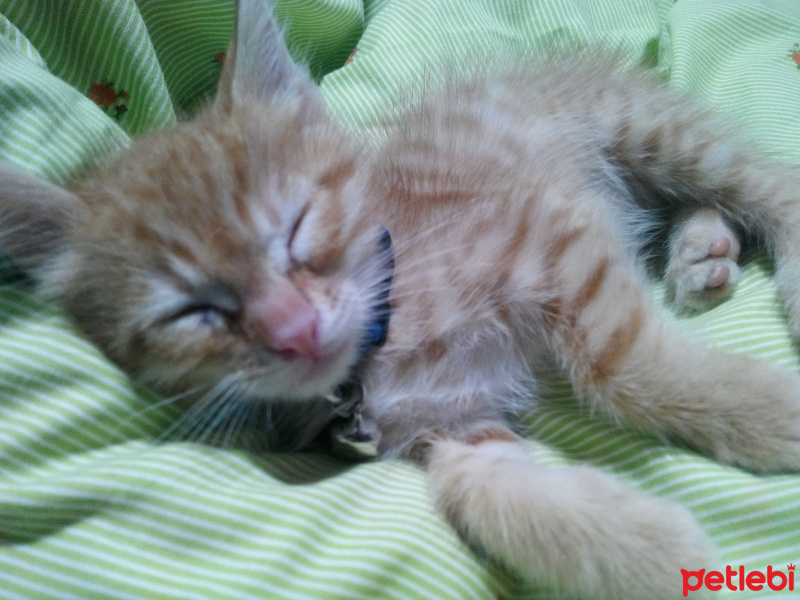 Tekir Kedi, Kedi  müezza fotoğrafı