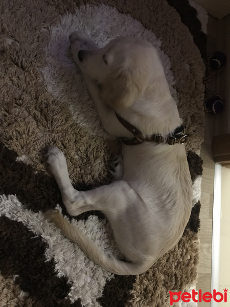 Golden Retriever, Köpek  Budddy fotoğrafı