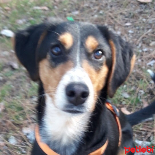 Dachshund (Sosis), Köpek  MİA fotoğrafı