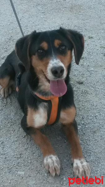 Dachshund (Sosis), Köpek  MİA fotoğrafı