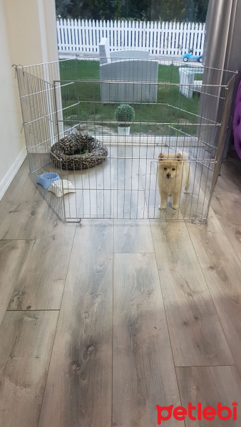 Pomeranyalı, Köpek  Mokka fotoğrafı