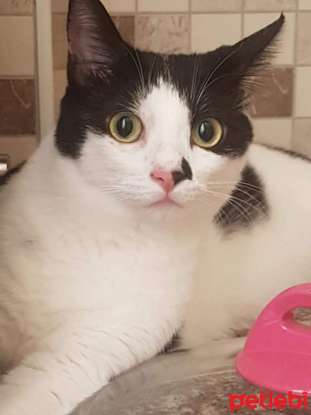 Tuxedo (Smokin) Kedi, Kedi  Ferit fotoğrafı