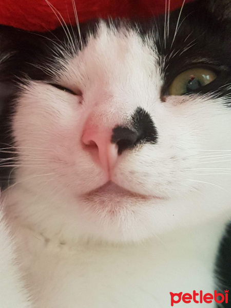 Tuxedo (Smokin) Kedi, Kedi  Ferit fotoğrafı