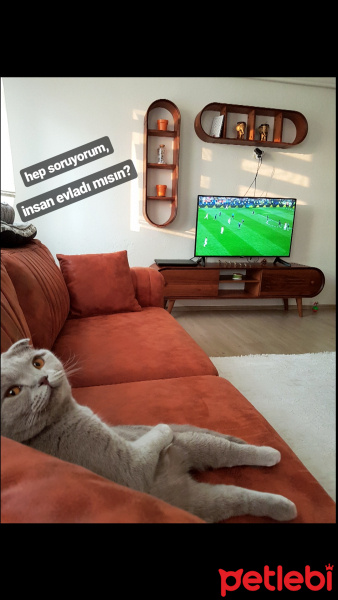 Scottish Fold, Kedi  Arya fotoğrafı