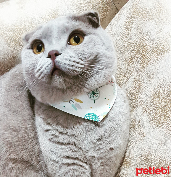 Scottish Fold, Kedi  Arya fotoğrafı