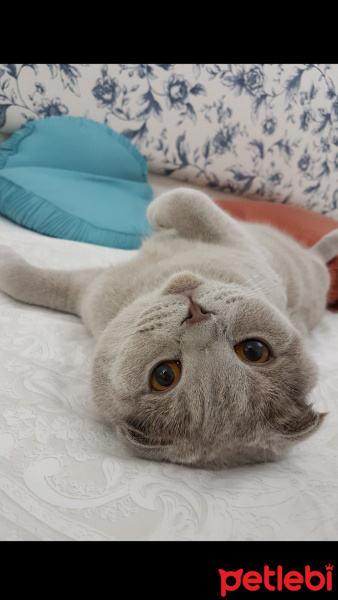 Scottish Fold, Kedi  Arya fotoğrafı