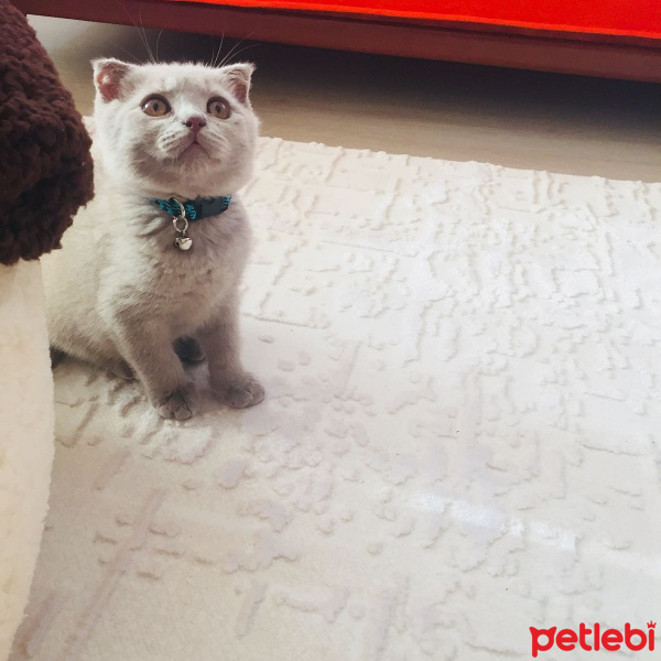 Scottish Fold, Kedi  Arya fotoğrafı