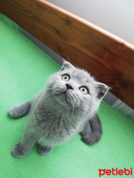 Scottish Fold, Kedi  Henüz yok fotoğrafı