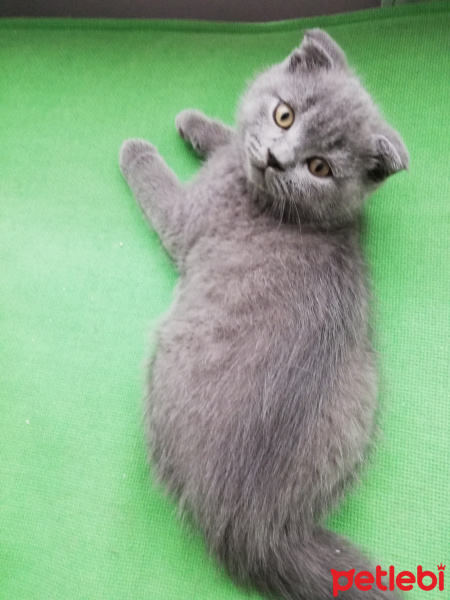 Scottish Fold, Kedi  Henüz yok fotoğrafı