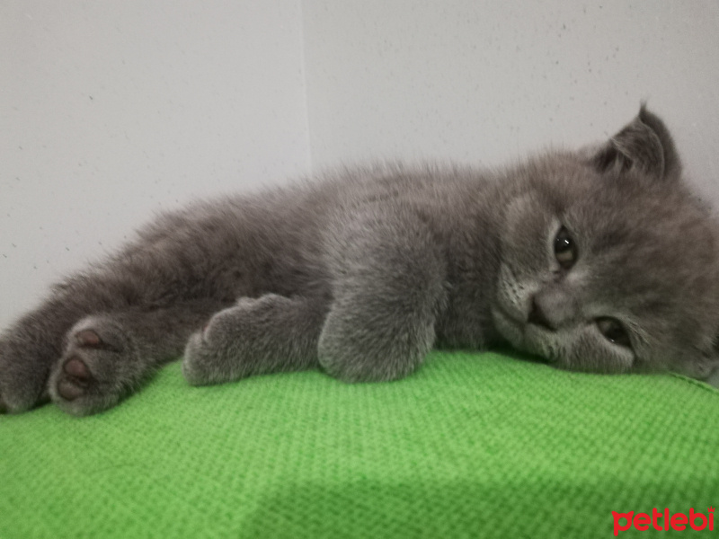 Scottish Fold, Kedi  Henüz yok fotoğrafı