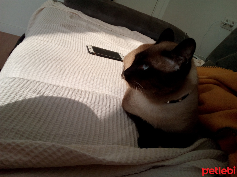Siyam Kedisi, Kedi  Tarçın fotoğrafı