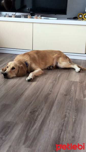 Golden Retriever, Köpek  DENNY fotoğrafı