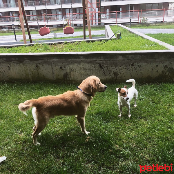 Golden Retriever, Köpek  DENNY fotoğrafı