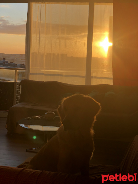 Golden Retriever, Köpek  DENNY fotoğrafı