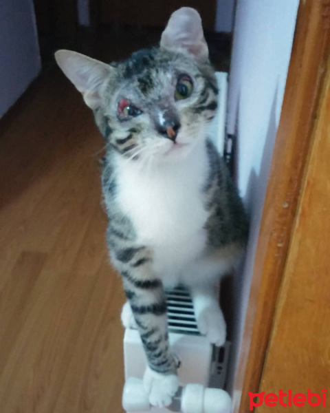 Tekir Kedi, Kedi  Stark fotoğrafı