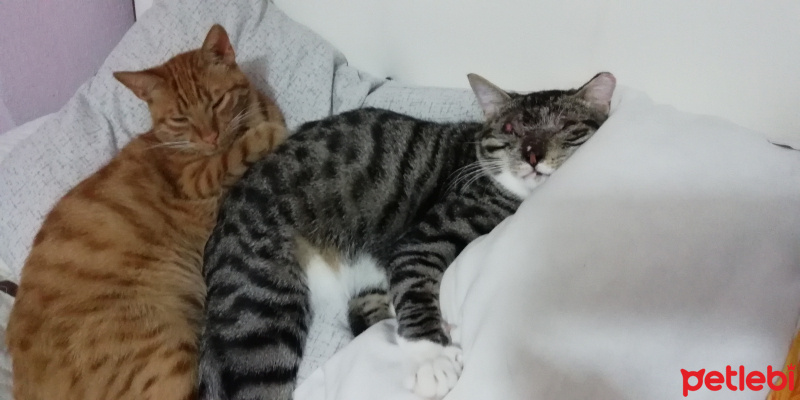Tekir Kedi, Kedi  Stark fotoğrafı