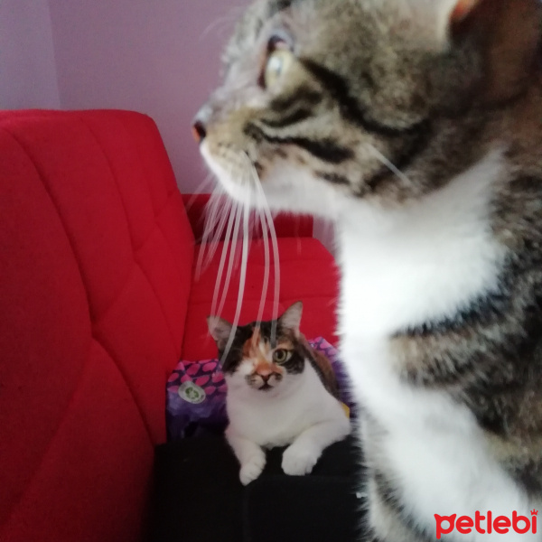 Tekir Kedi, Kedi  Stark fotoğrafı