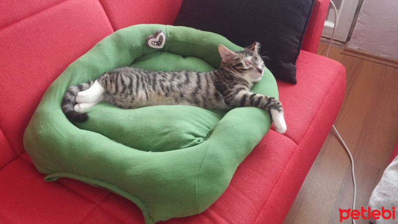 Tekir Kedi, Kedi  Stark fotoğrafı