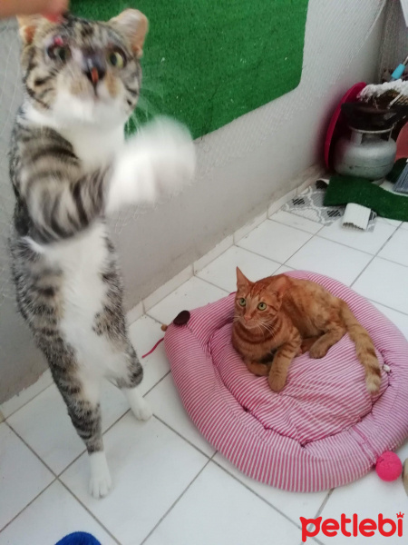 Tekir Kedi, Kedi  Stark fotoğrafı