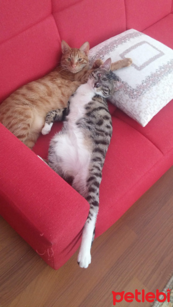 Tekir Kedi, Kedi  Stark fotoğrafı