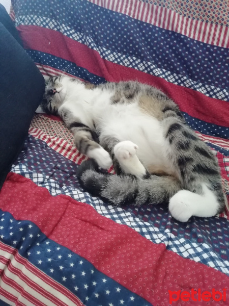 Tekir Kedi, Kedi  Stark fotoğrafı