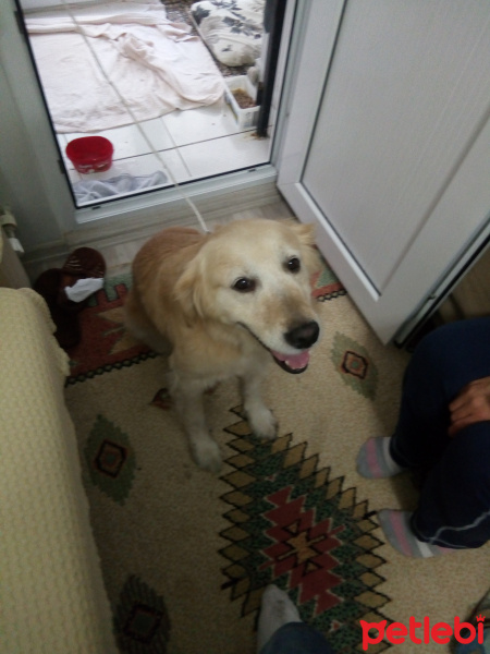 Golden Retriever, Köpek  Bilinmiyor fotoğrafı