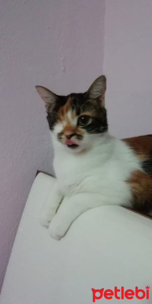 Tekir Kedi, Kedi  Şuküfe fotoğrafı