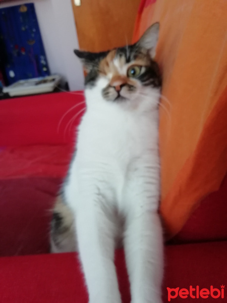 Tekir Kedi, Kedi  Şuküfe fotoğrafı