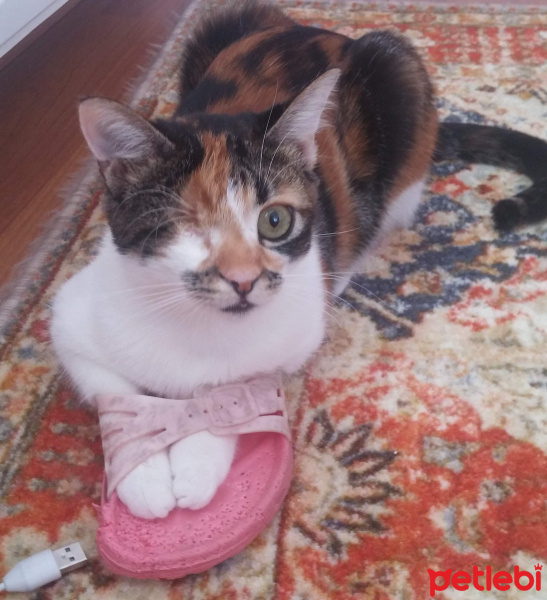 Tekir Kedi, Kedi  Şuküfe fotoğrafı