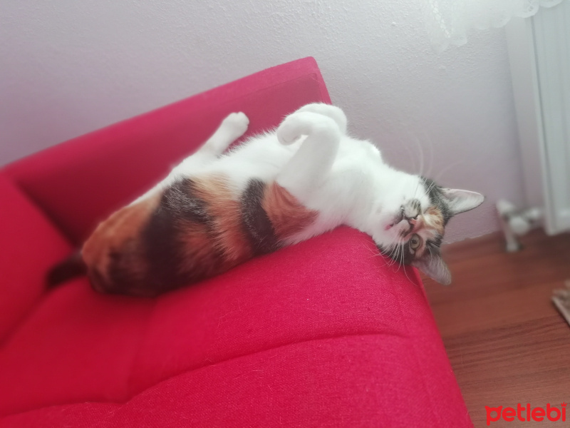 Tekir Kedi, Kedi  Şuküfe fotoğrafı
