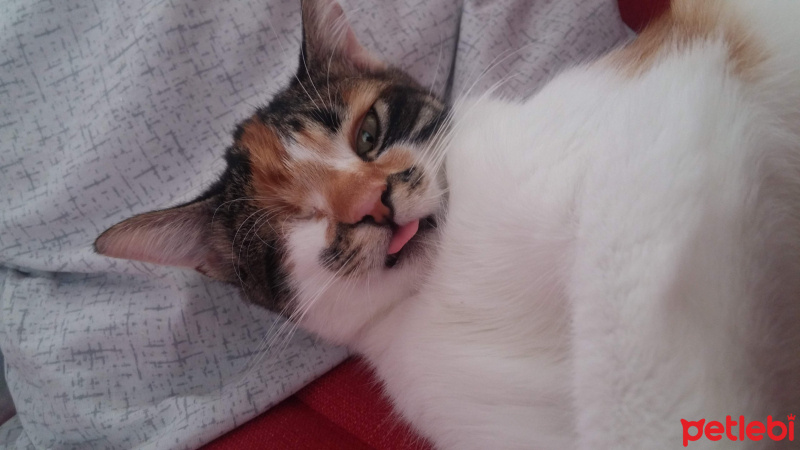 Tekir Kedi, Kedi  Şuküfe fotoğrafı