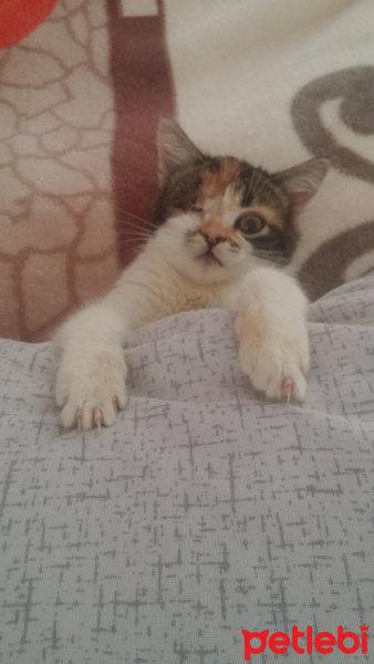 Tekir Kedi, Kedi  Şuküfe fotoğrafı